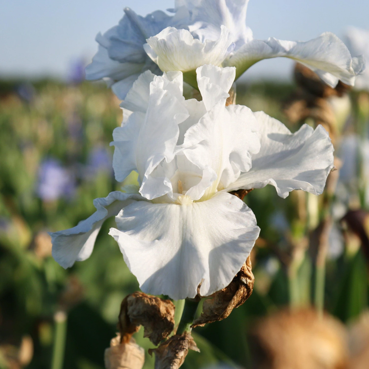 Bearded Iris - Califlora Navajo Jewel (Reblooming) - Image 4