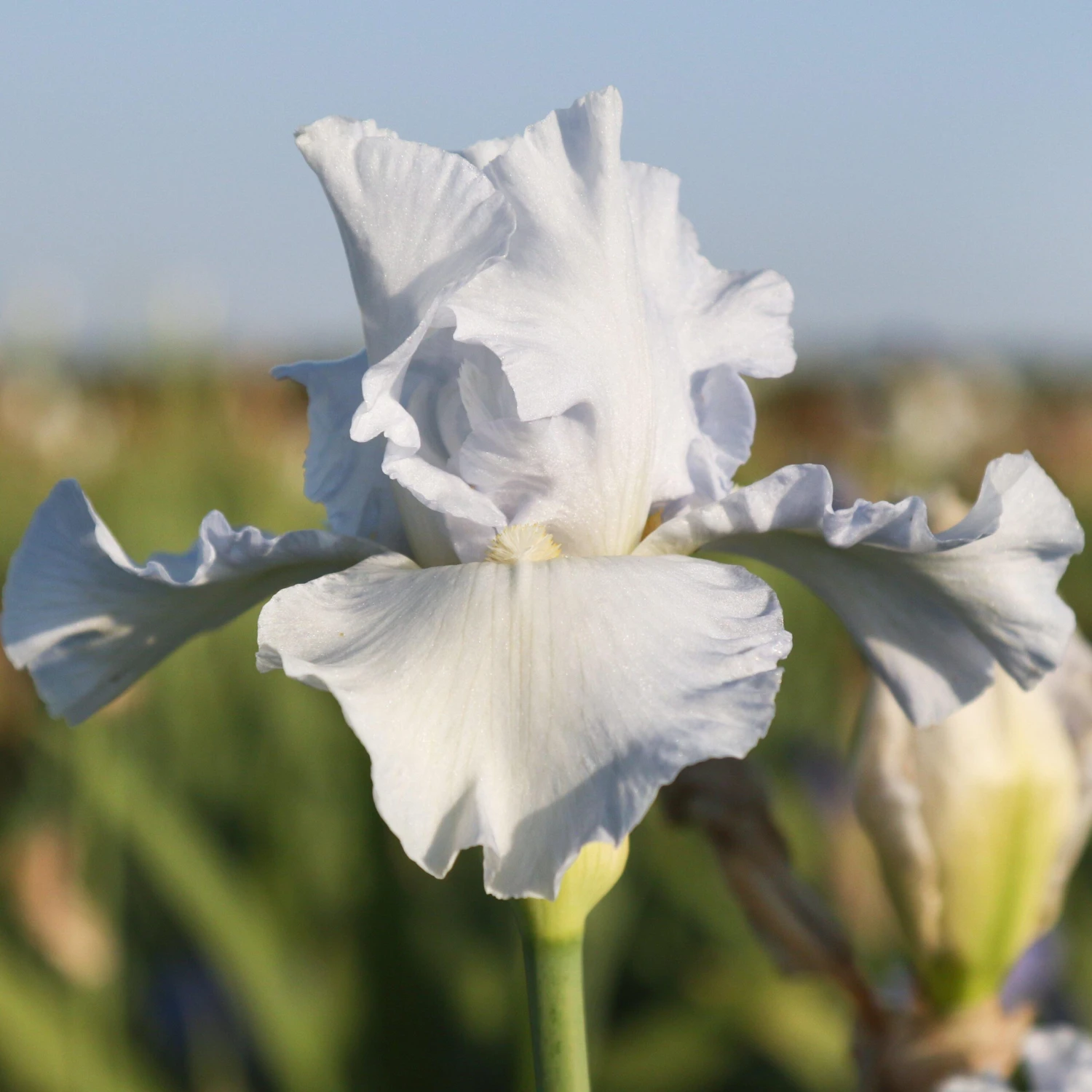 Bearded Iris - Califlora Navajo Jewel (Reblooming) - Image 5