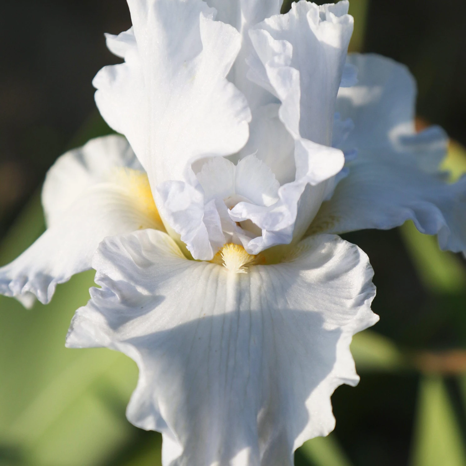 Bearded Iris - Califlora Navajo Jewel (Reblooming) - Image 3