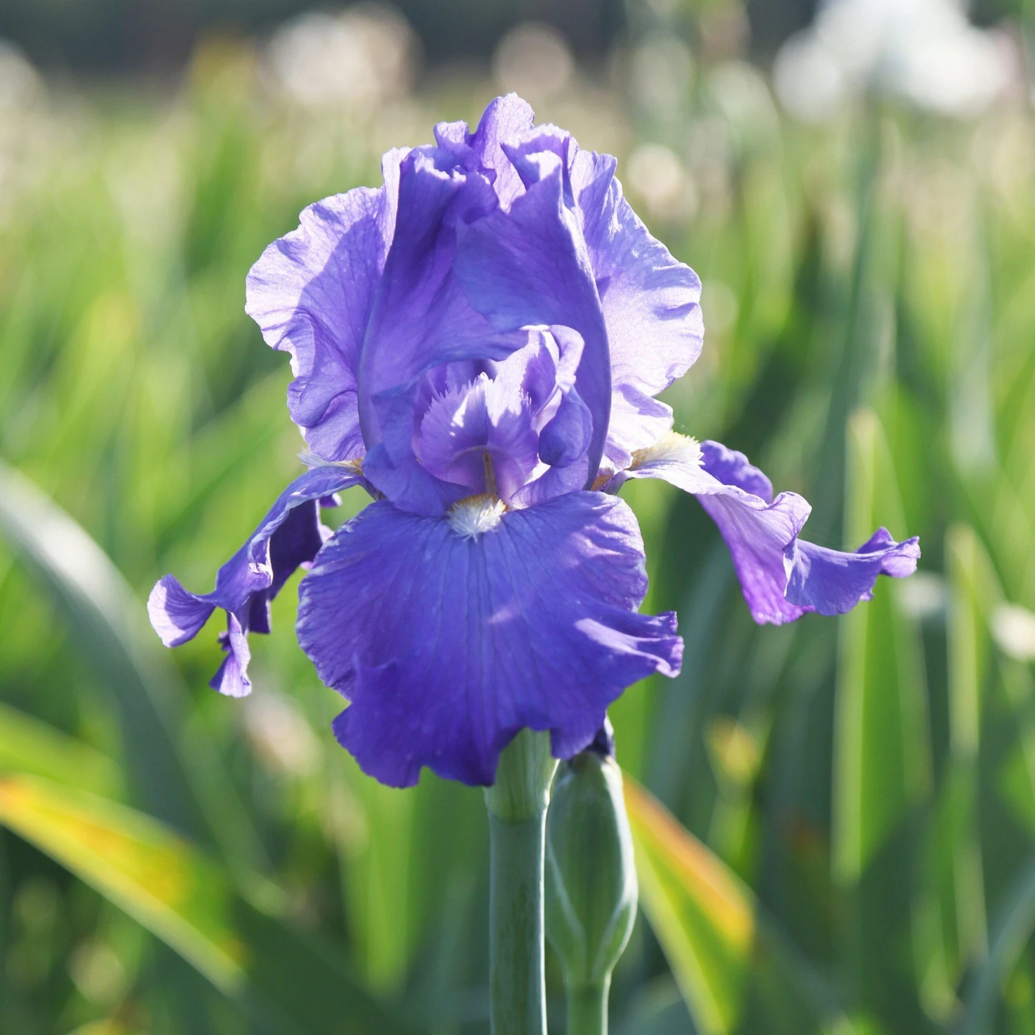 Bearded Iris - Califlora Feed Back (Reblooming) - Image 5