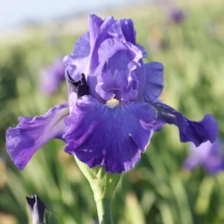Bearded Iris - Califlora Feed Back (Reblooming)