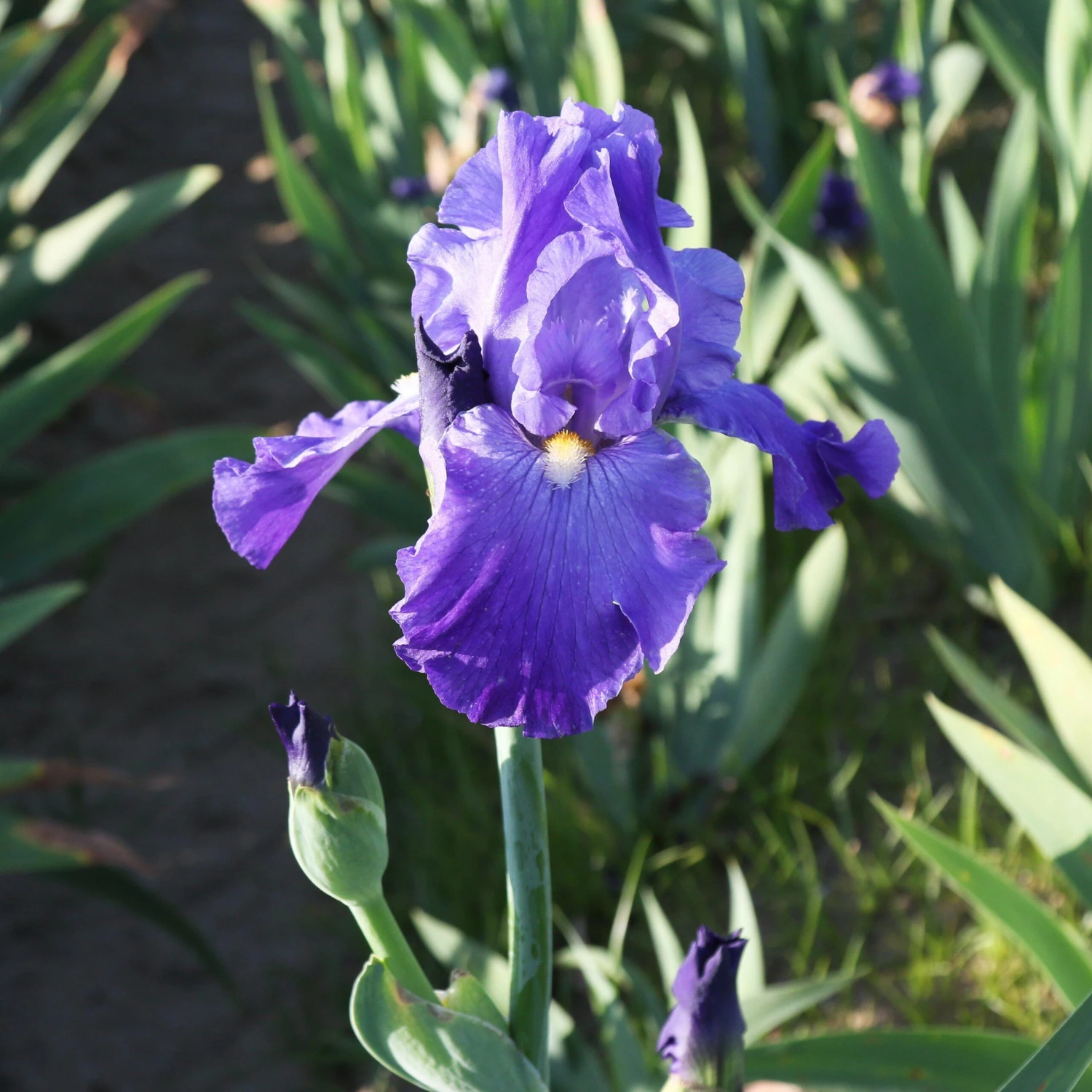 Bearded Iris - Califlora Feed Back (Reblooming) - Image 2