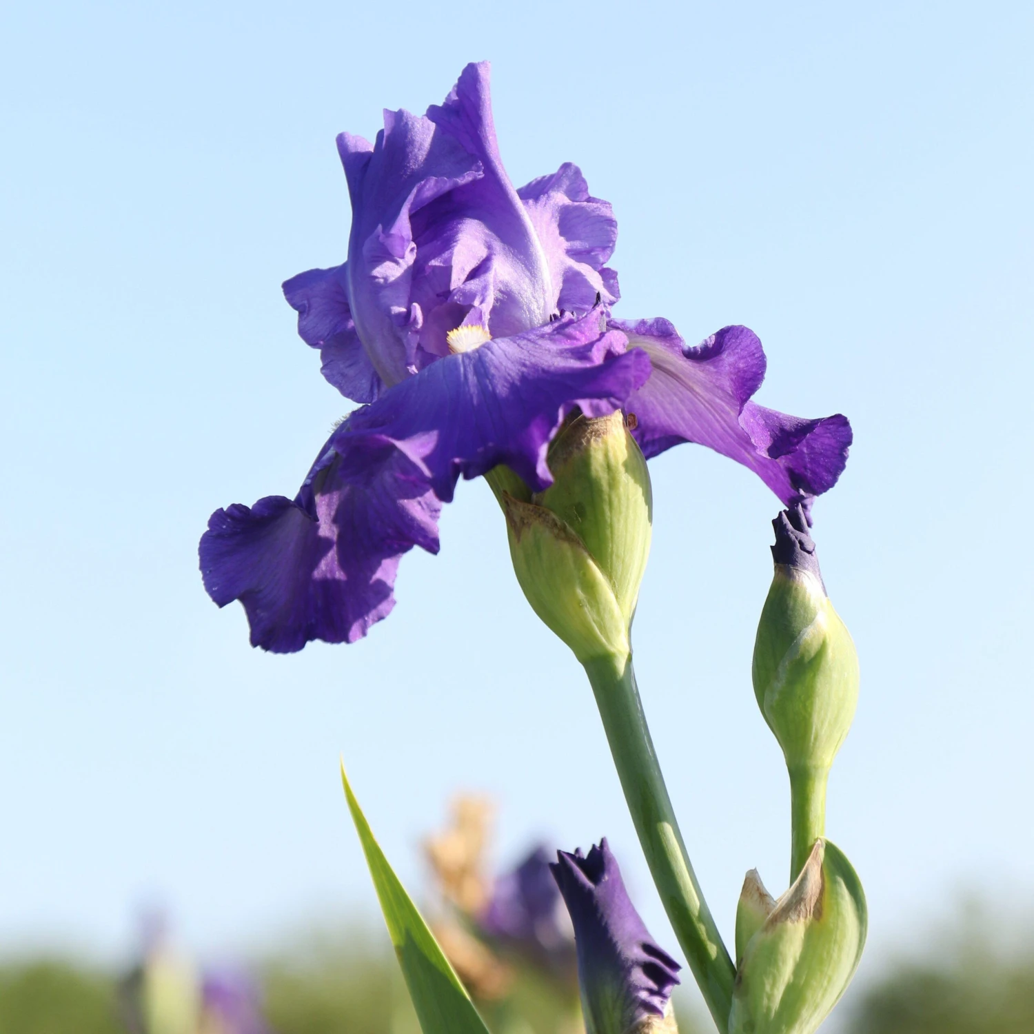Bearded Iris - Califlora Feed Back (Reblooming) - Image 3