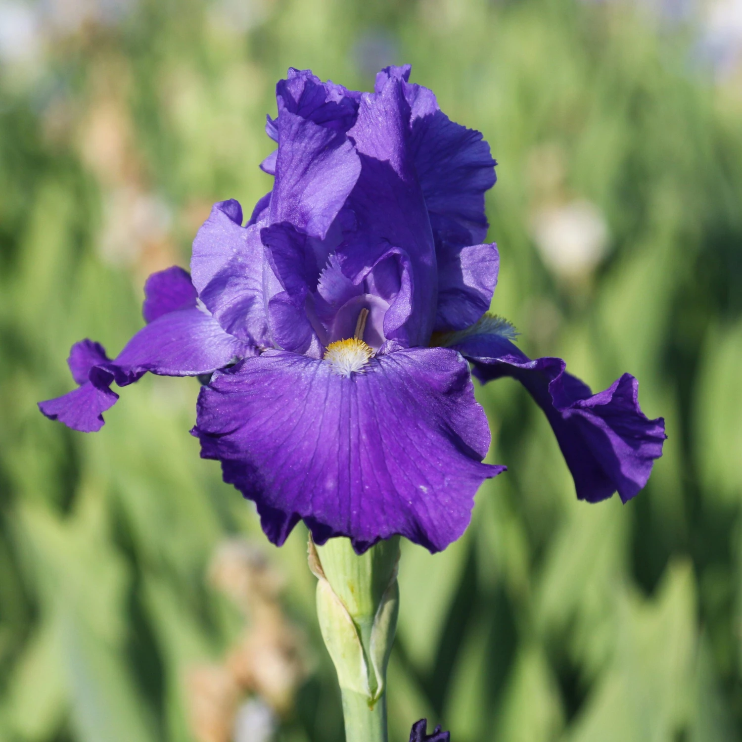 Bearded Iris - Califlora Feed Back (Reblooming) - Image 4