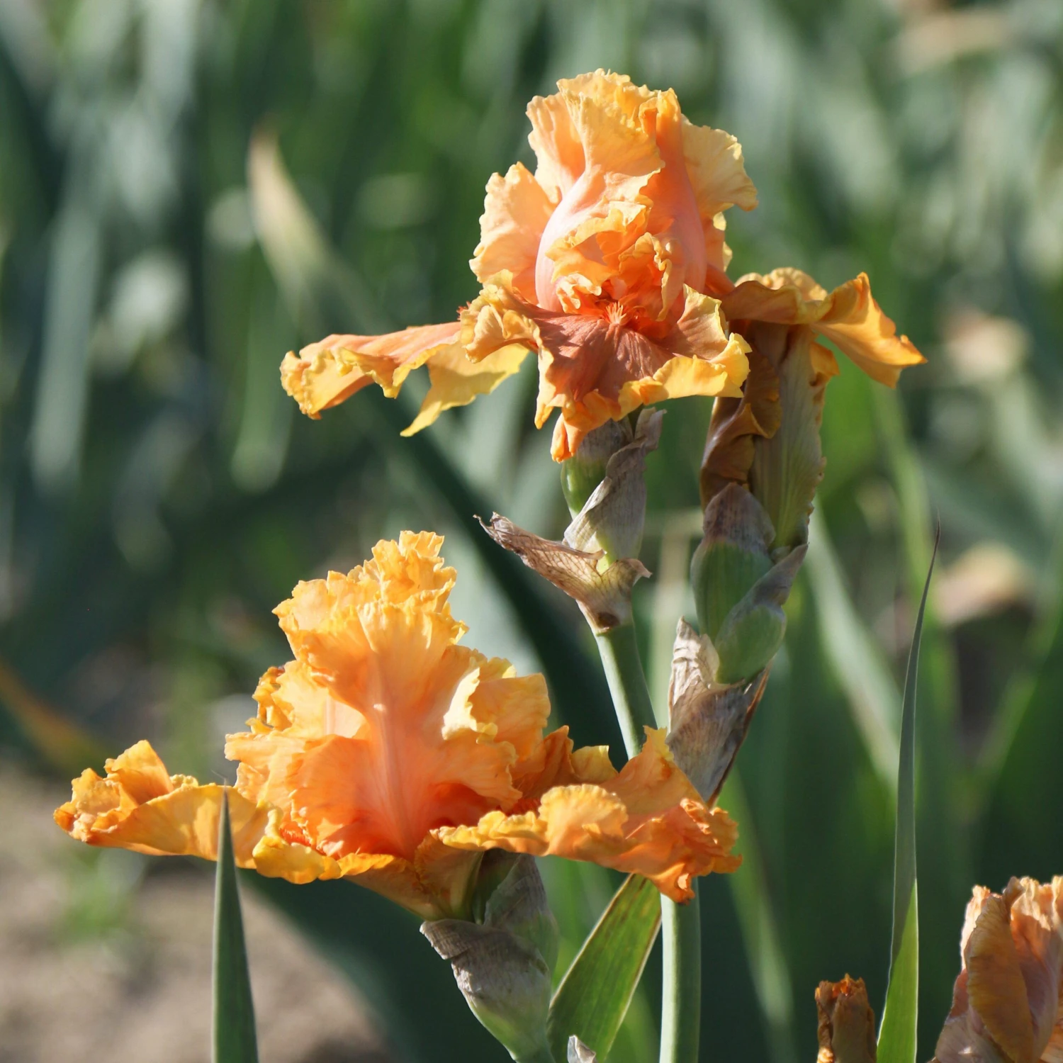 Bearded Iris - Califlora Cordoba (Reblooming) - Image 5
