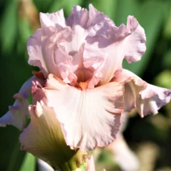 Bearded Iris - Califlora Pink Attraction (Reblooming)