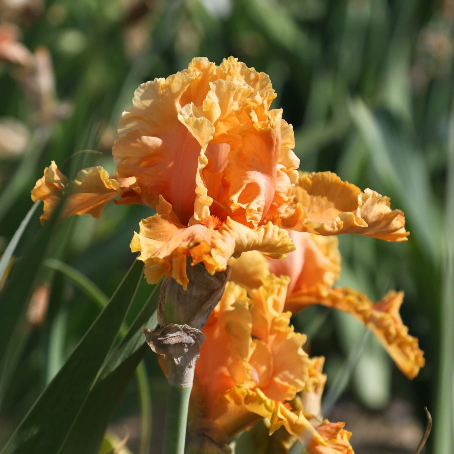 Bearded Iris - Califlora Cordoba (Reblooming) - Image 6