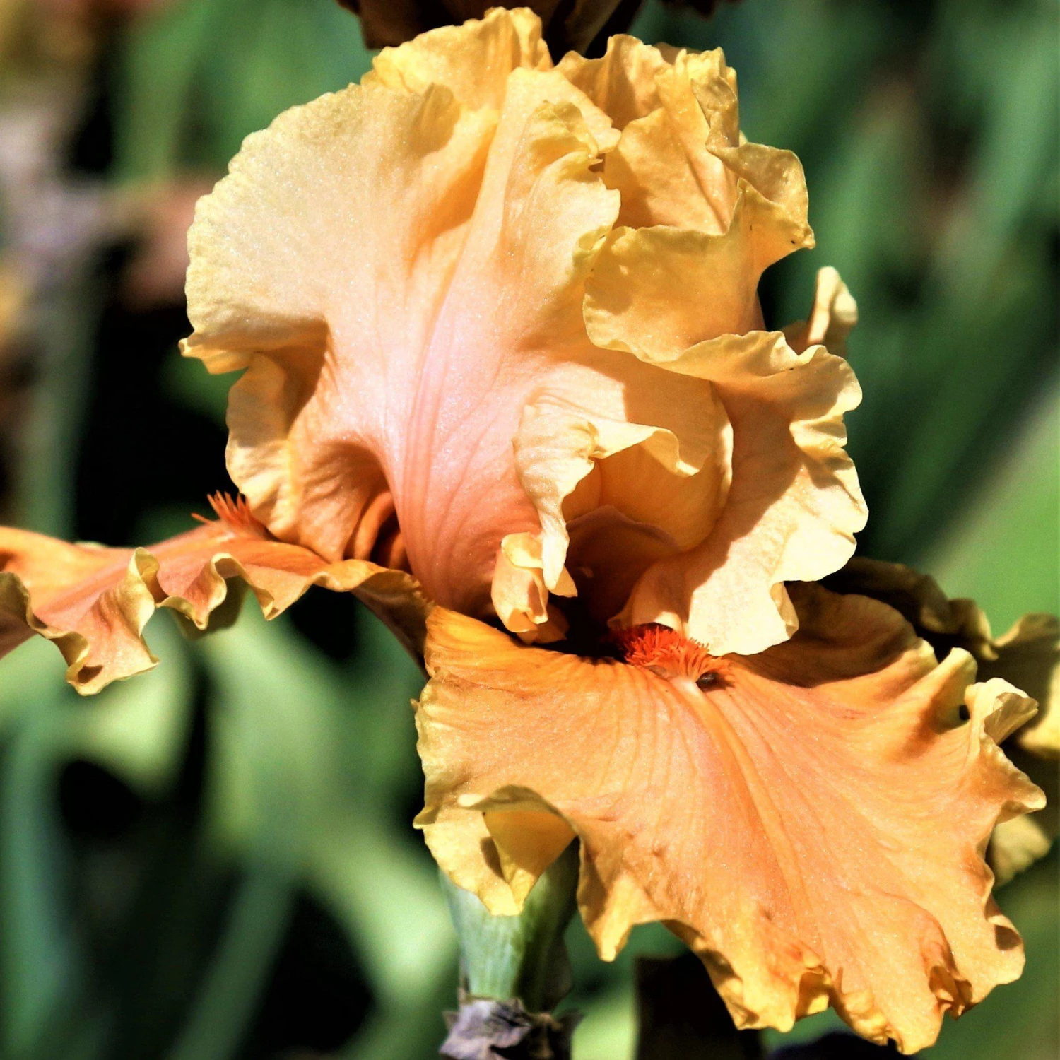 Bearded Iris - Califlora Cordoba (Reblooming) - Image 4