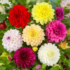 Dahlia - Petite Container Mix