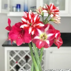 Amaryllis - Magic Medley Mix Trio