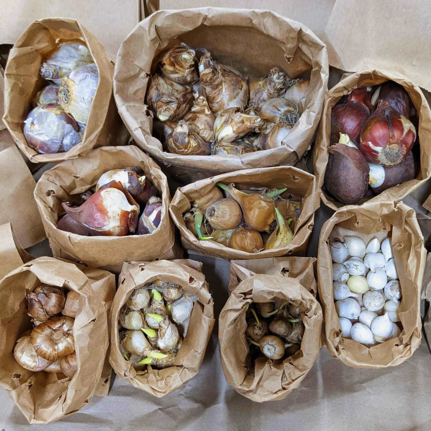 Flower Bulb Adventure Pack 300+ Bulbs - Image 2