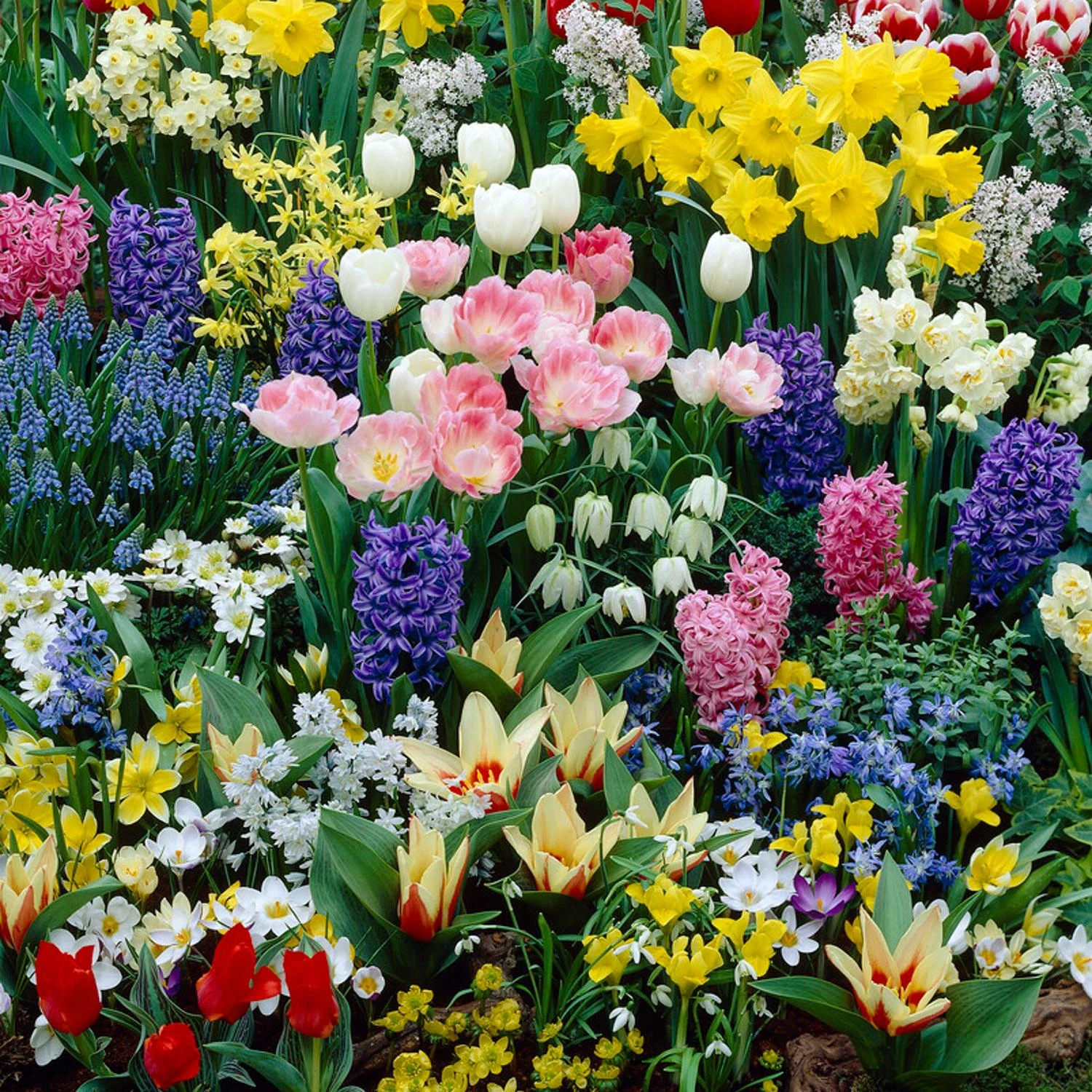 Flower Bulb Adventure Pack 300+ Bulbs - Image 3