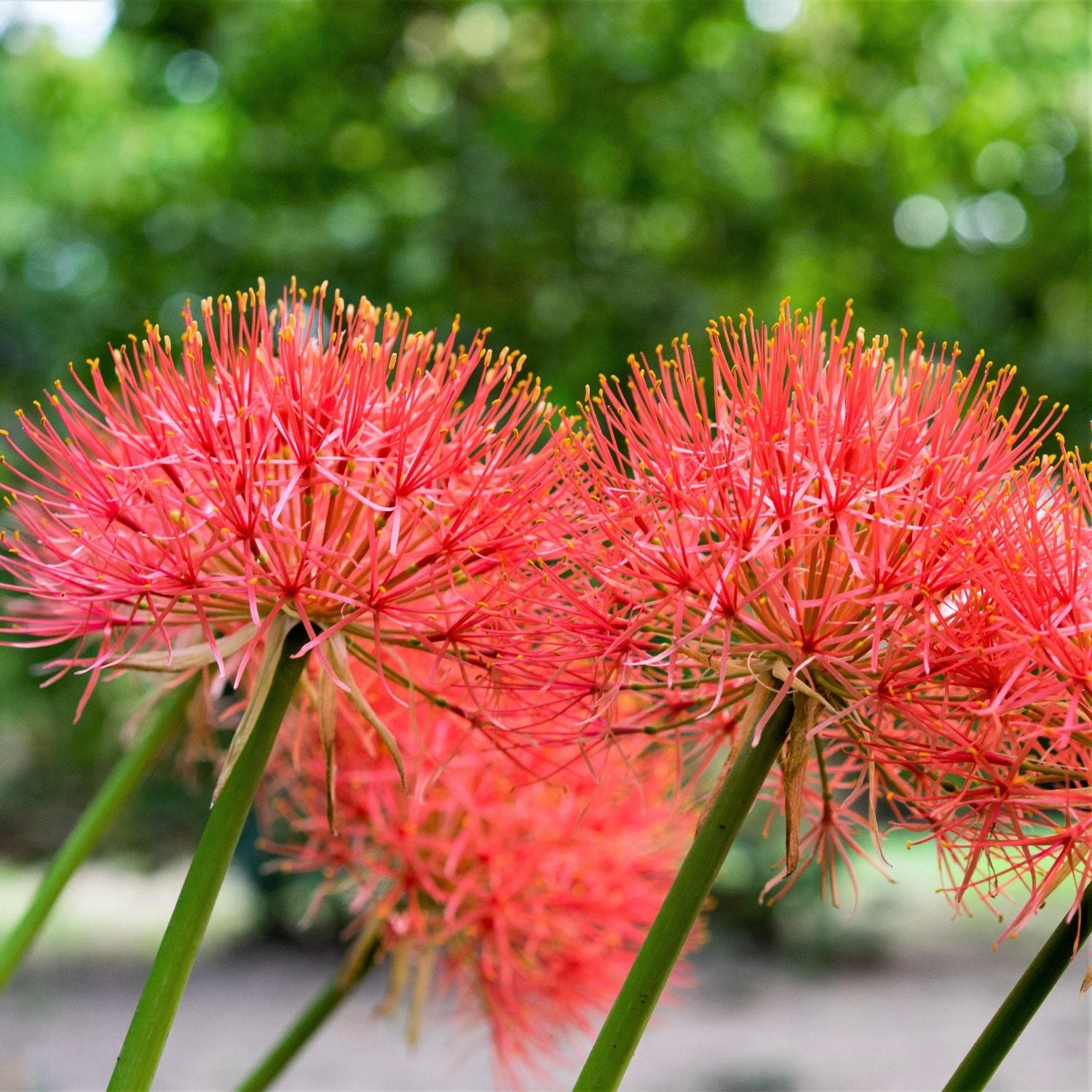 African Blood Lily - Image 2