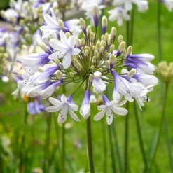 Agapanthus - Twister 3 Pack