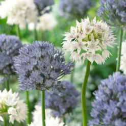 Allium - Ocean Magic Mix