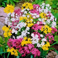 Allium - Playful Party Mix