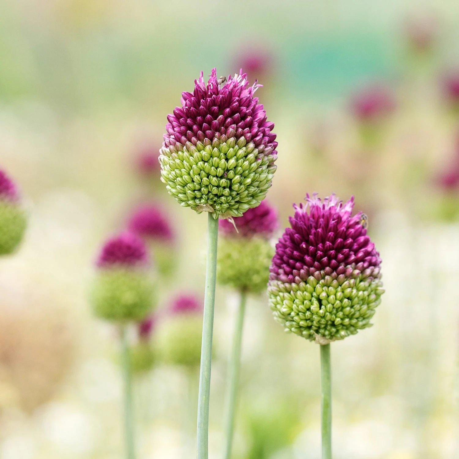 Allium - Sphaerocephalon Drumstick - Image 2