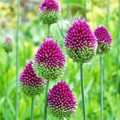 Allium - Sphaerocephalon Drumstick