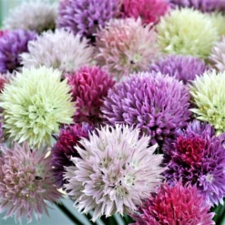 Allium - Summer Sparkler Mix