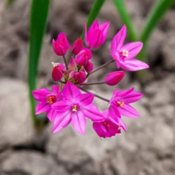 Allium - Oreophilum