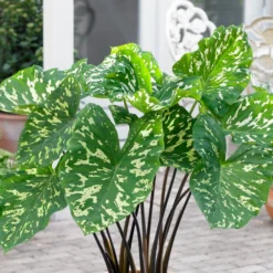 Alocasia - Hilo Beauty