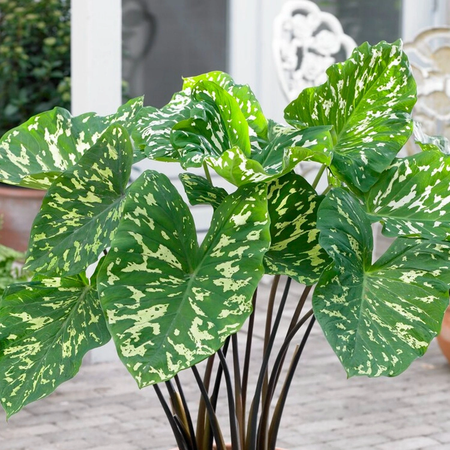 Alocasia - Hilo Beauty