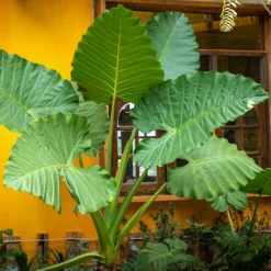 Alocasia - Giant Upright