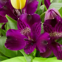 Alstroemeria - Inca Noble 3 Pack