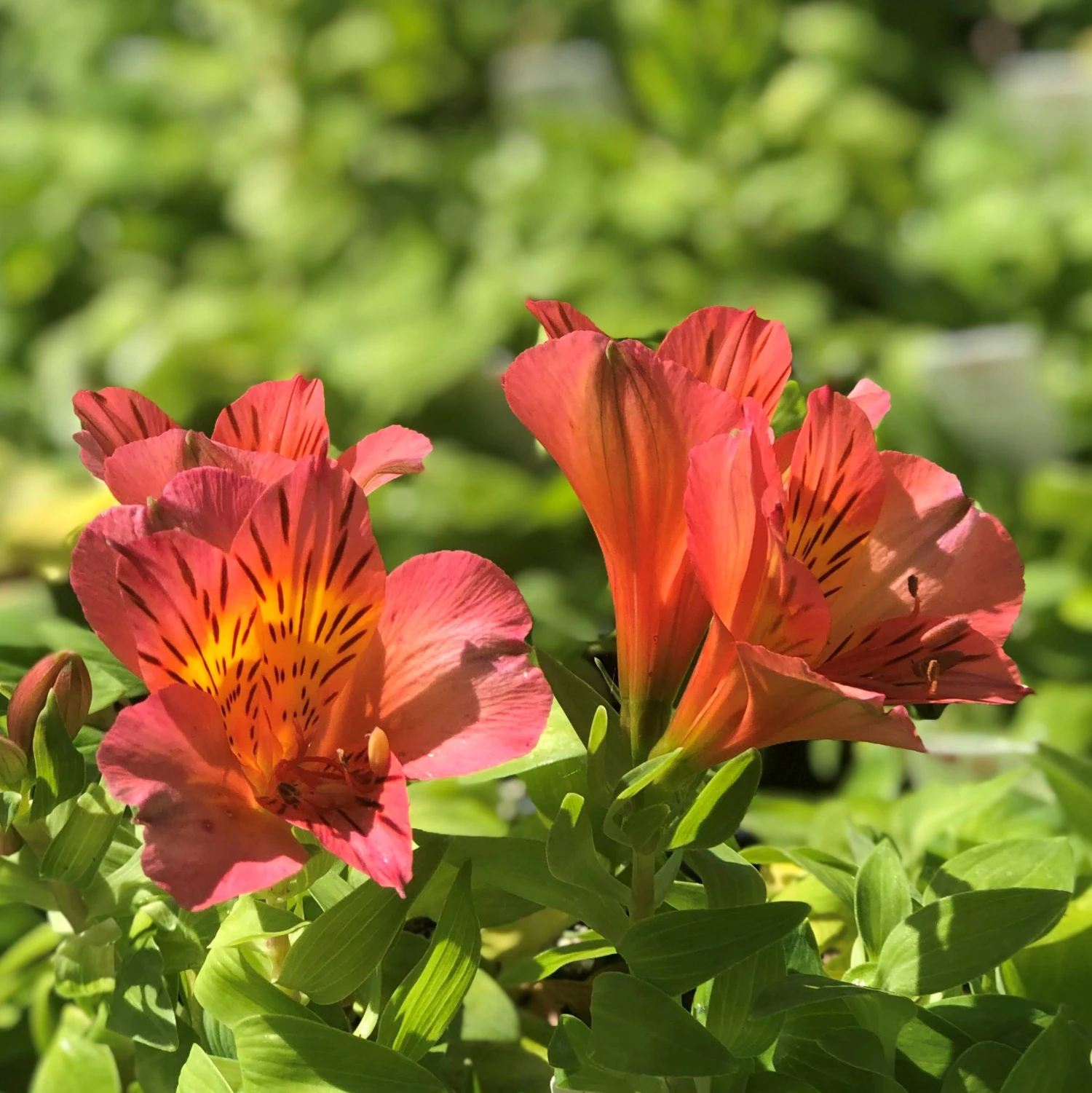 Alstroemeria - Colorita Amina 3 Pack