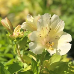 Alstroemeria - Colorita Claire 3 Pack