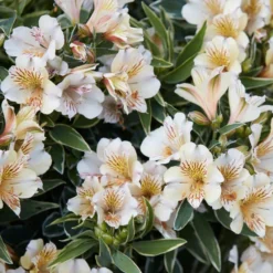 Alstroemeria - Colorita Fabiana 3 Pack