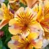 Alstroemeria - Colorita Sara 3 Pack