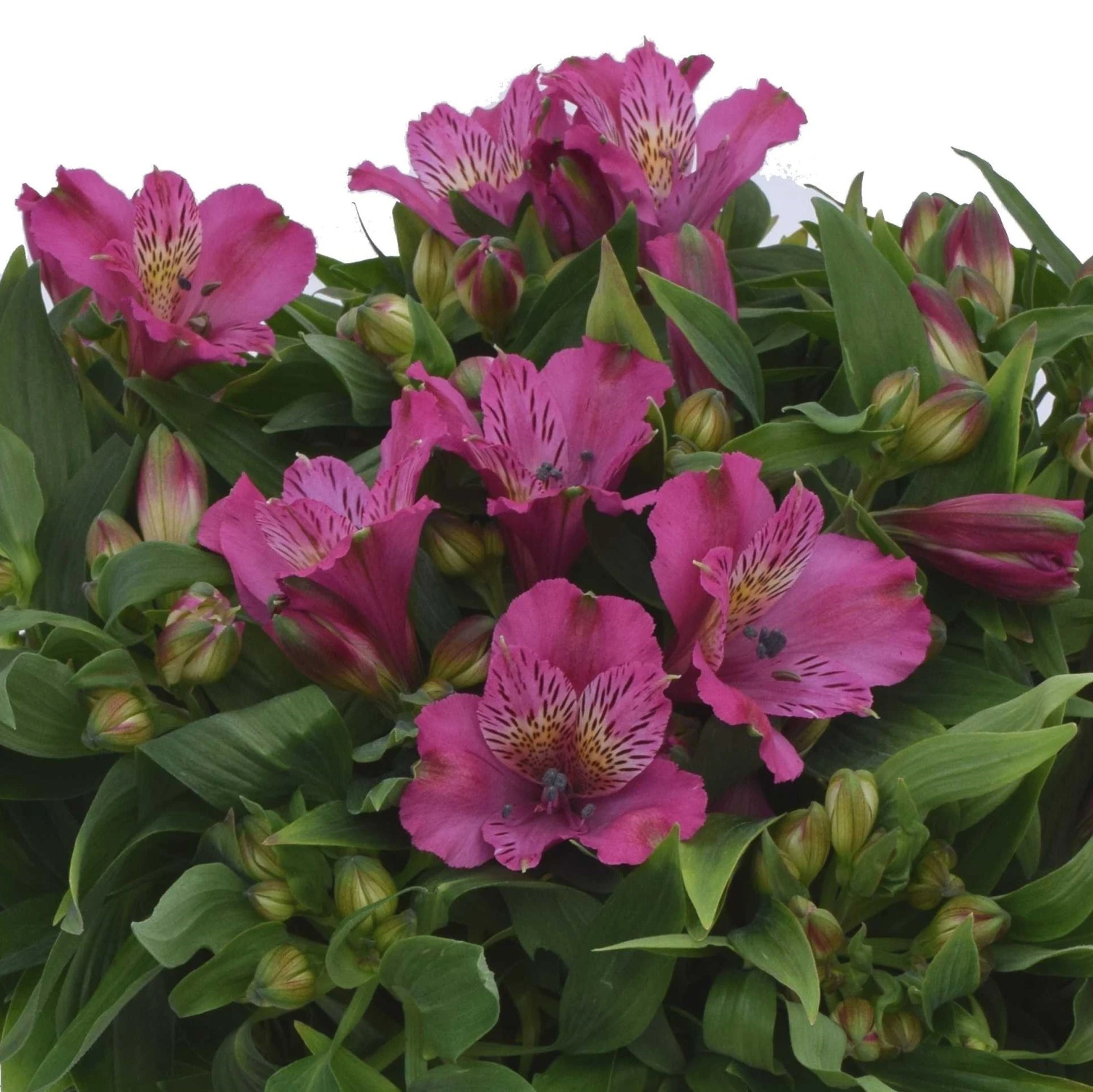 Alstroemeria - Inca Goal 3 Pack