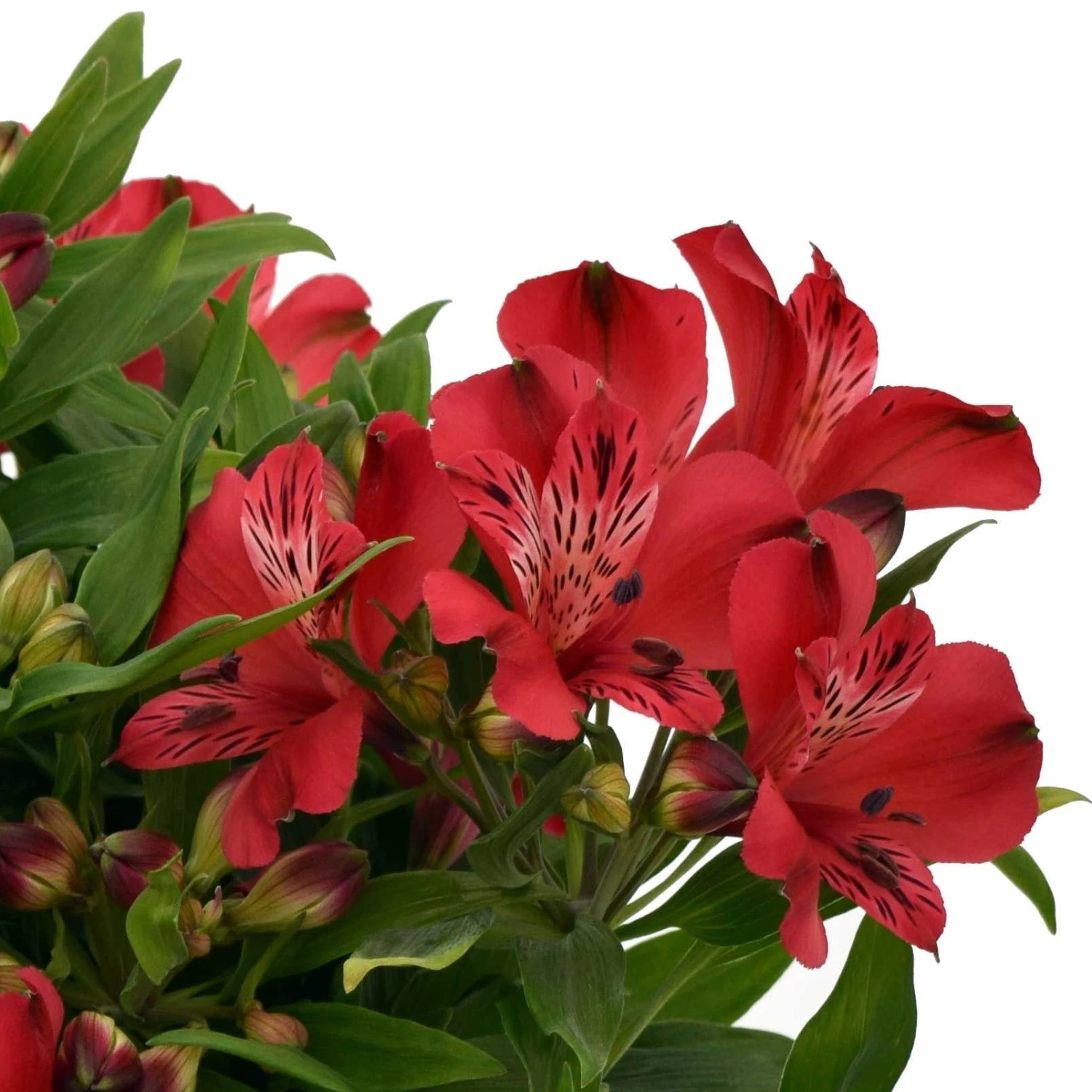 Alstroemeria - Inca Lolly 3 Pack - Image 2