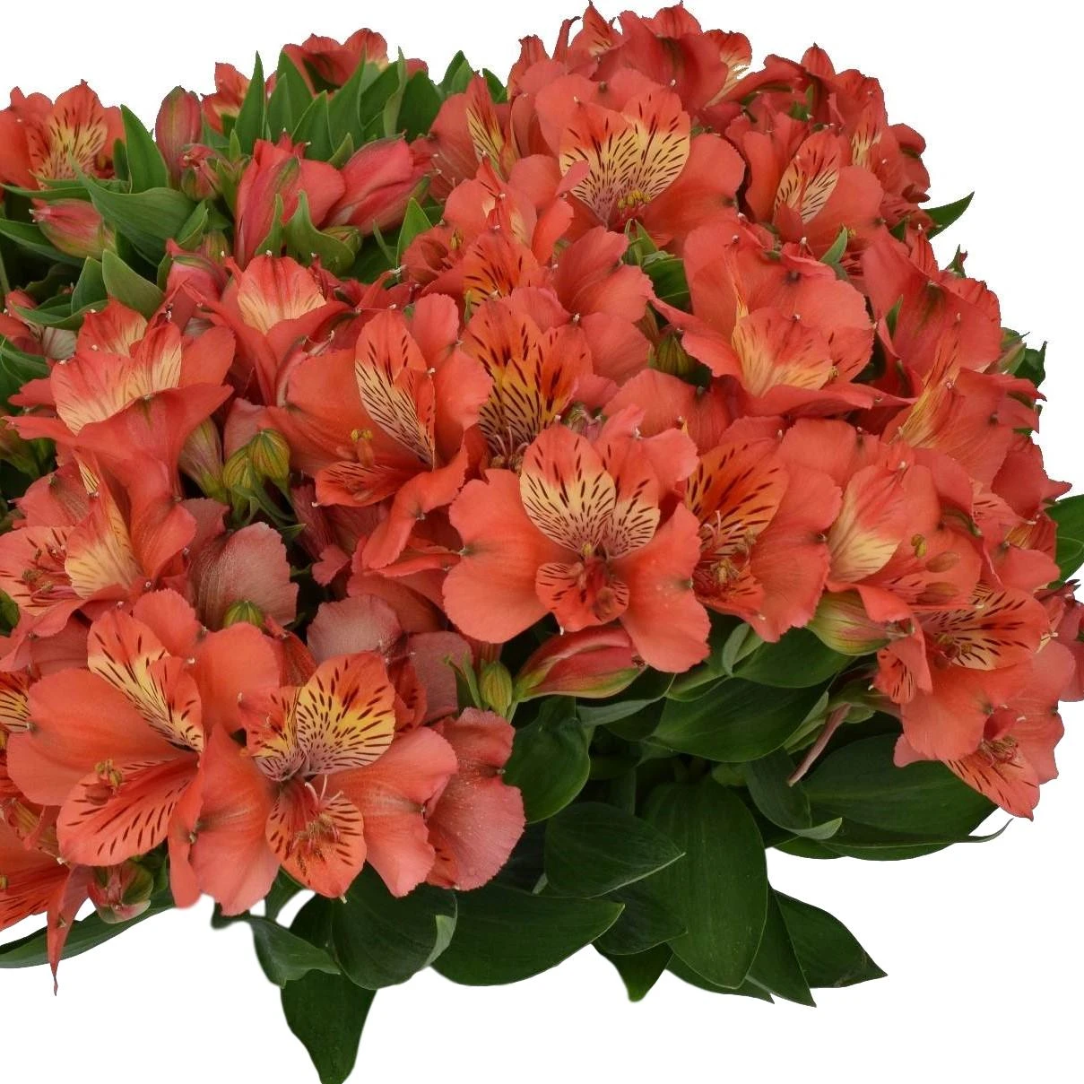 Alstroemeria - Inca Reef 3 Pack - Image 2