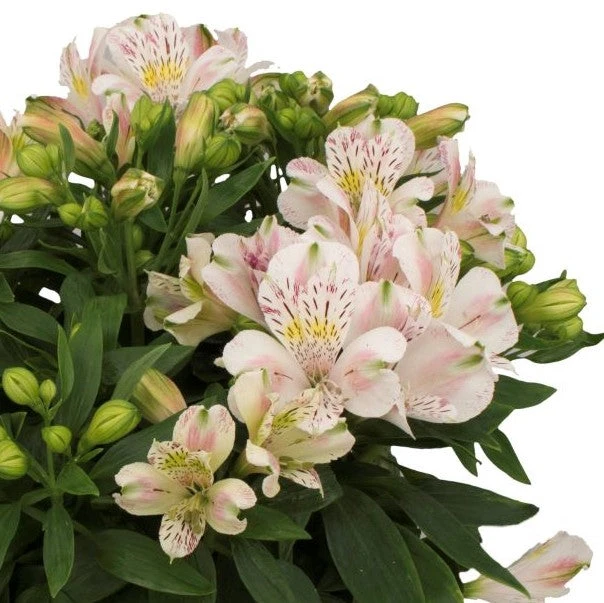 Alstroemeria - Inca Vienna 3 Pack - Image 2