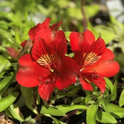 Alstroemeria - Colorita Kate 3 Pack