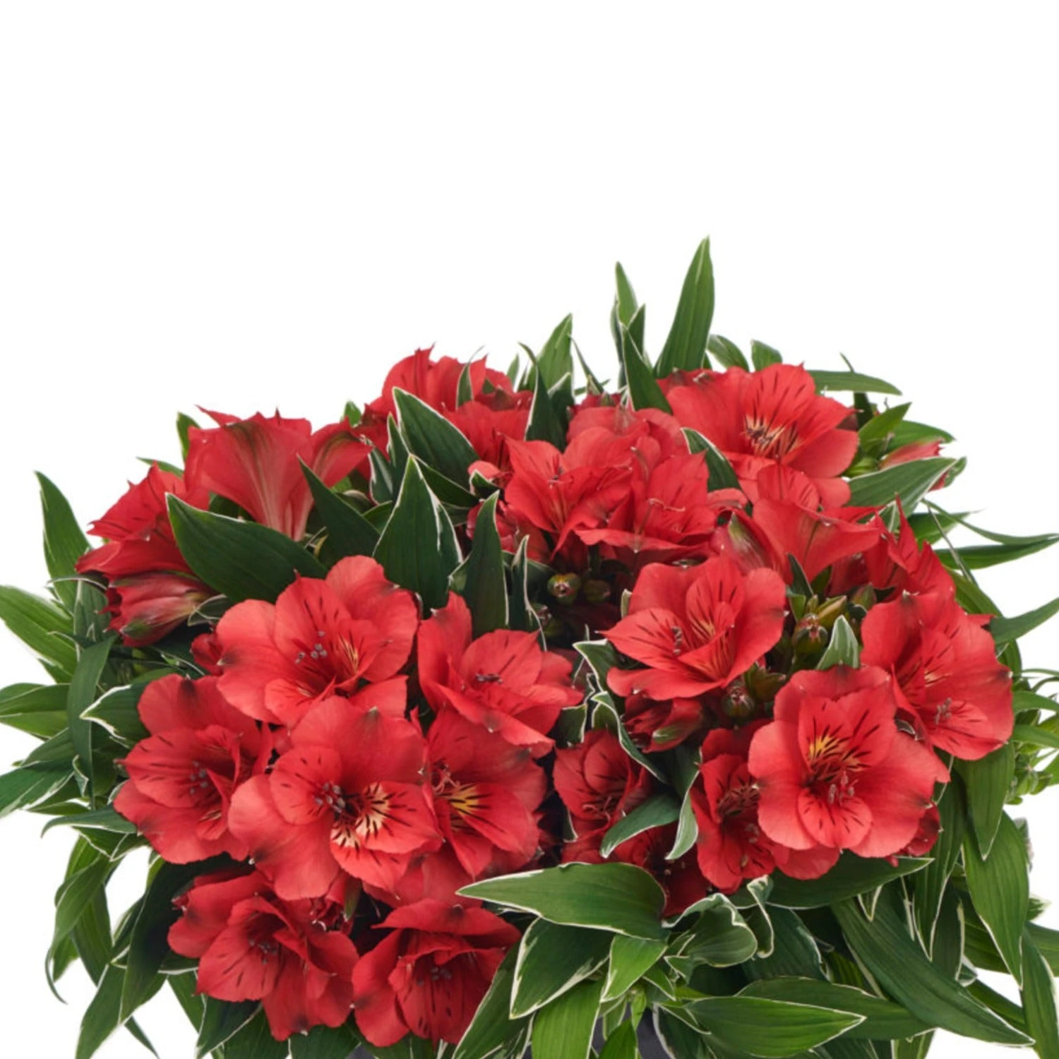 Alstroemeria - Colorita Katiana 3 Pack