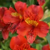 Alstroemeria - Inca Vito 3 Pack