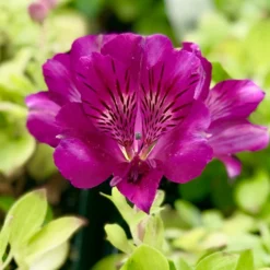 Alstroemeria - Colorita Tamara 3 Pack