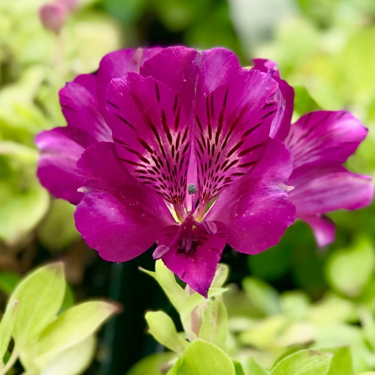 Alstroemeria - Colorita Tamara 3 Pack