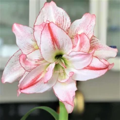 Amaryllis - Aphrodite