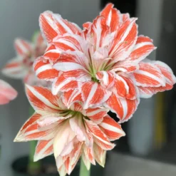 Amaryllis - Dancing Queen 5 Pack