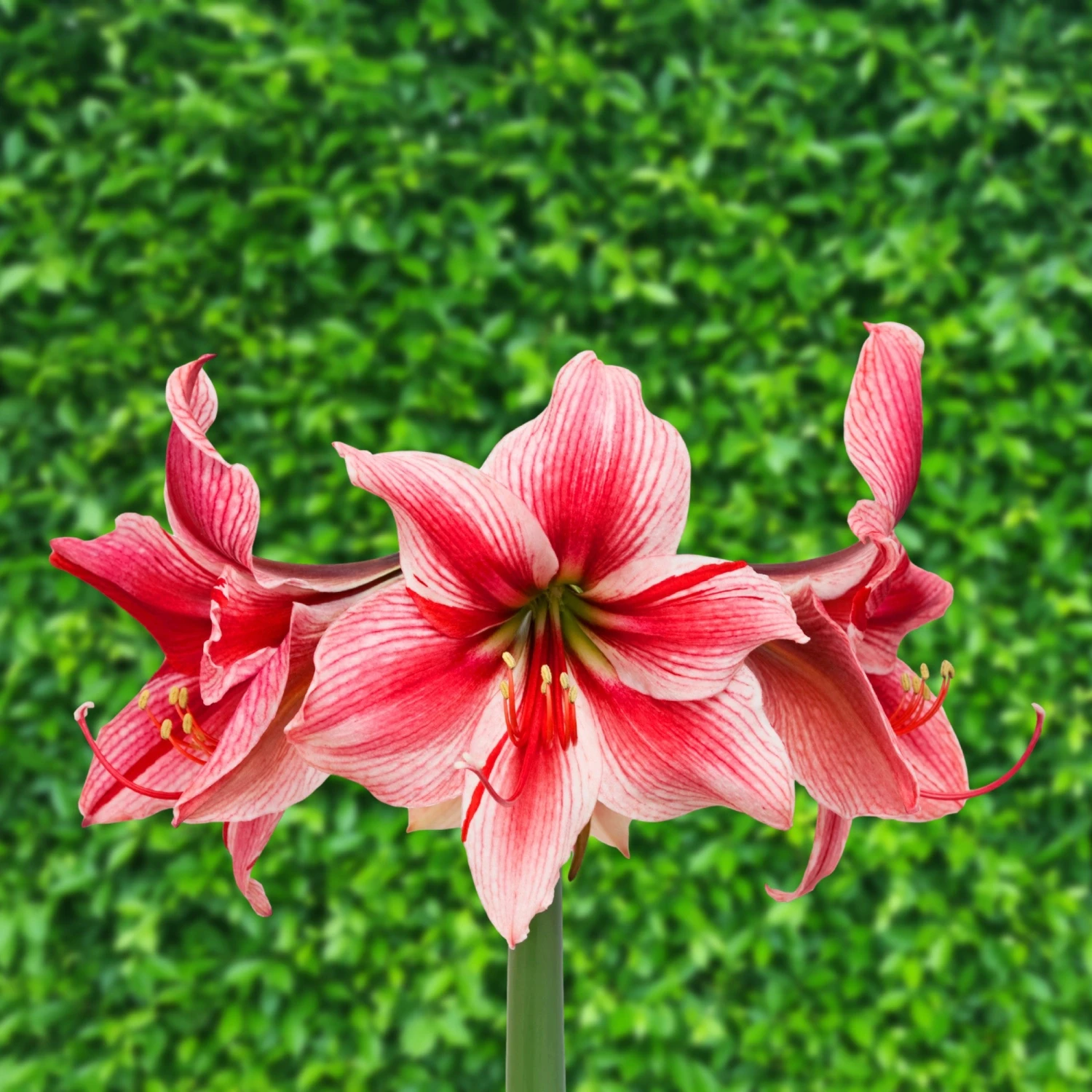 Amaryllis - Gervase - Image 2