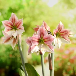Amaryllis - Glee 5 Pack