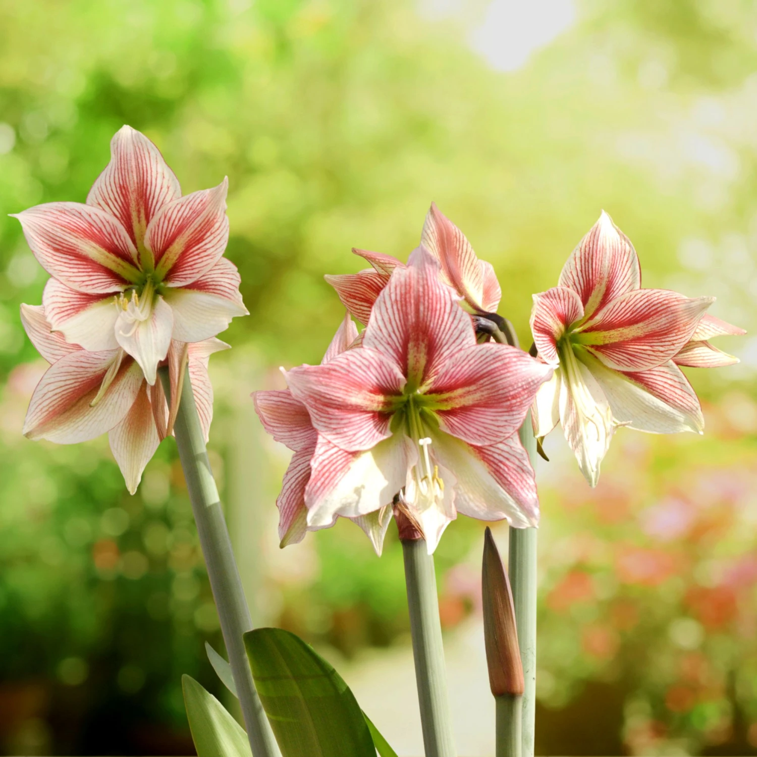 Amaryllis - Glee 5 Pack