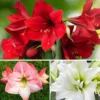 Amaryllis - Jingle Bells Collection