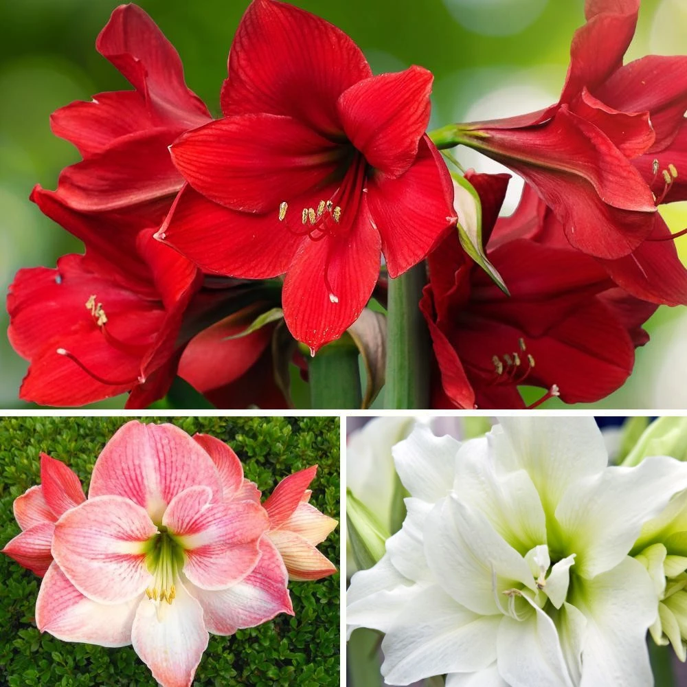 Amaryllis - Jingle Bells Collection