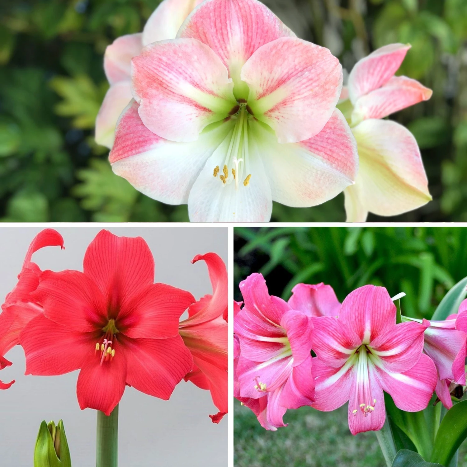 Amaryllis - Pink Ladies Collection
