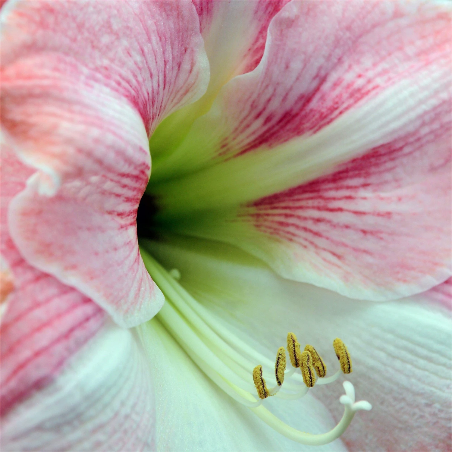 Amaryllis - Apple Blossom - Image 2